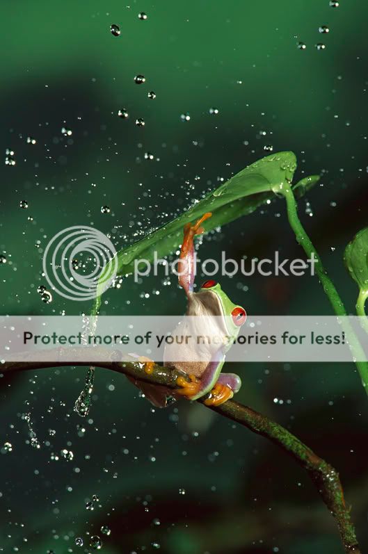http://i794.photobucket.com/albums/yy227/hariharapadala/frogumbrellann3.jpg