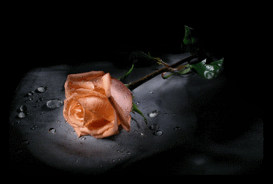 Sparkle Peach Rose Pictures, Images and Photos