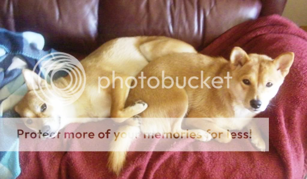 Adding Another Shiba - Poll - The Shiba Inu Forum Adding Another Shiba - Poll - The Shiba Inu Forum