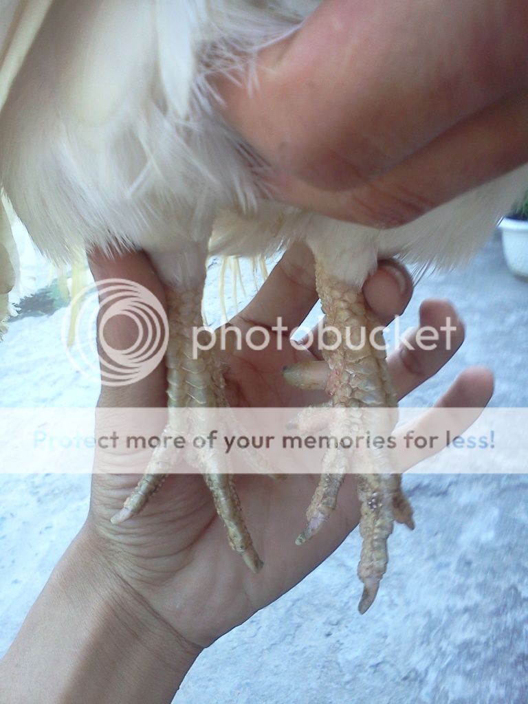 Bán gà tre lai mỹ đa hoac nuôi kiêng đêu đươc tai quận 9