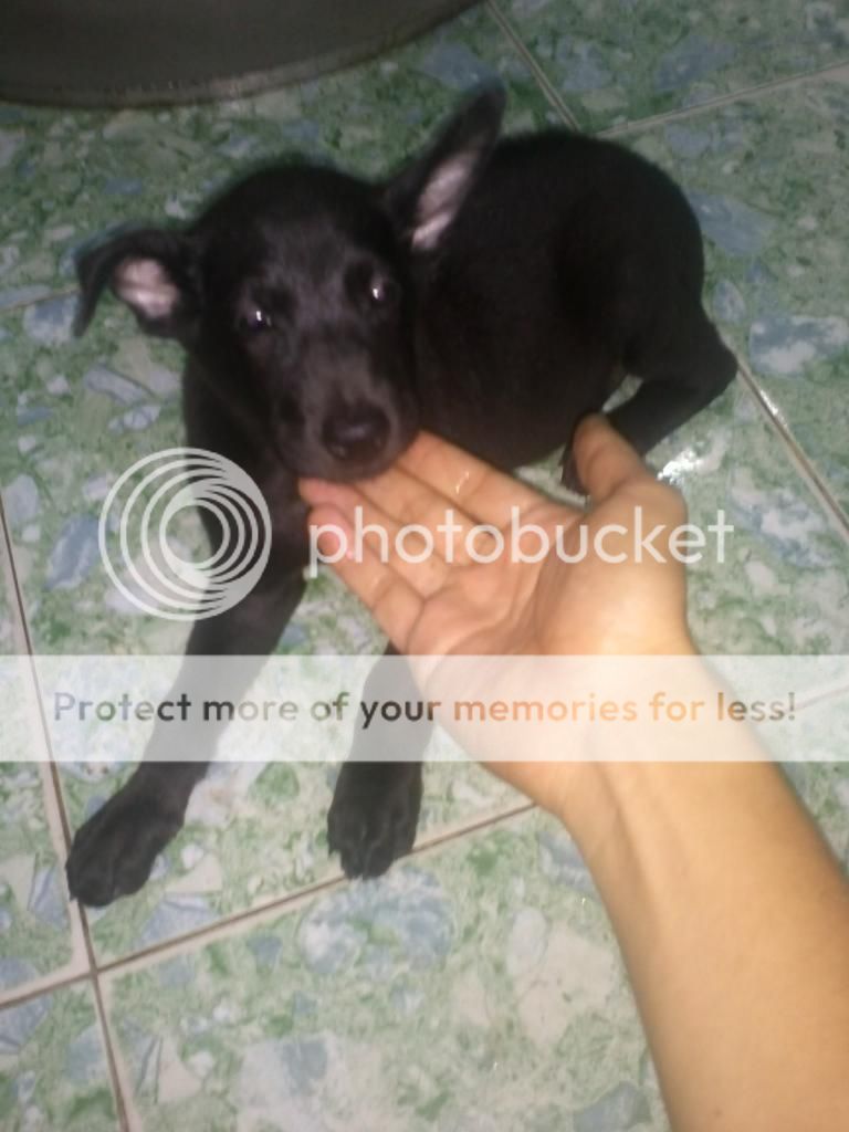 Bán em chó phú quốc  đen tuyền 3 thang tuổi .. gia 1 triệu.. Quận 9 - 3