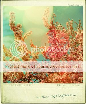 polaroid. Pictures, Images and Photos